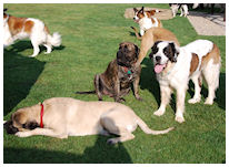 Puppy Love! – Fundraiser for Gentle Ben’s Giant Breed Rescue